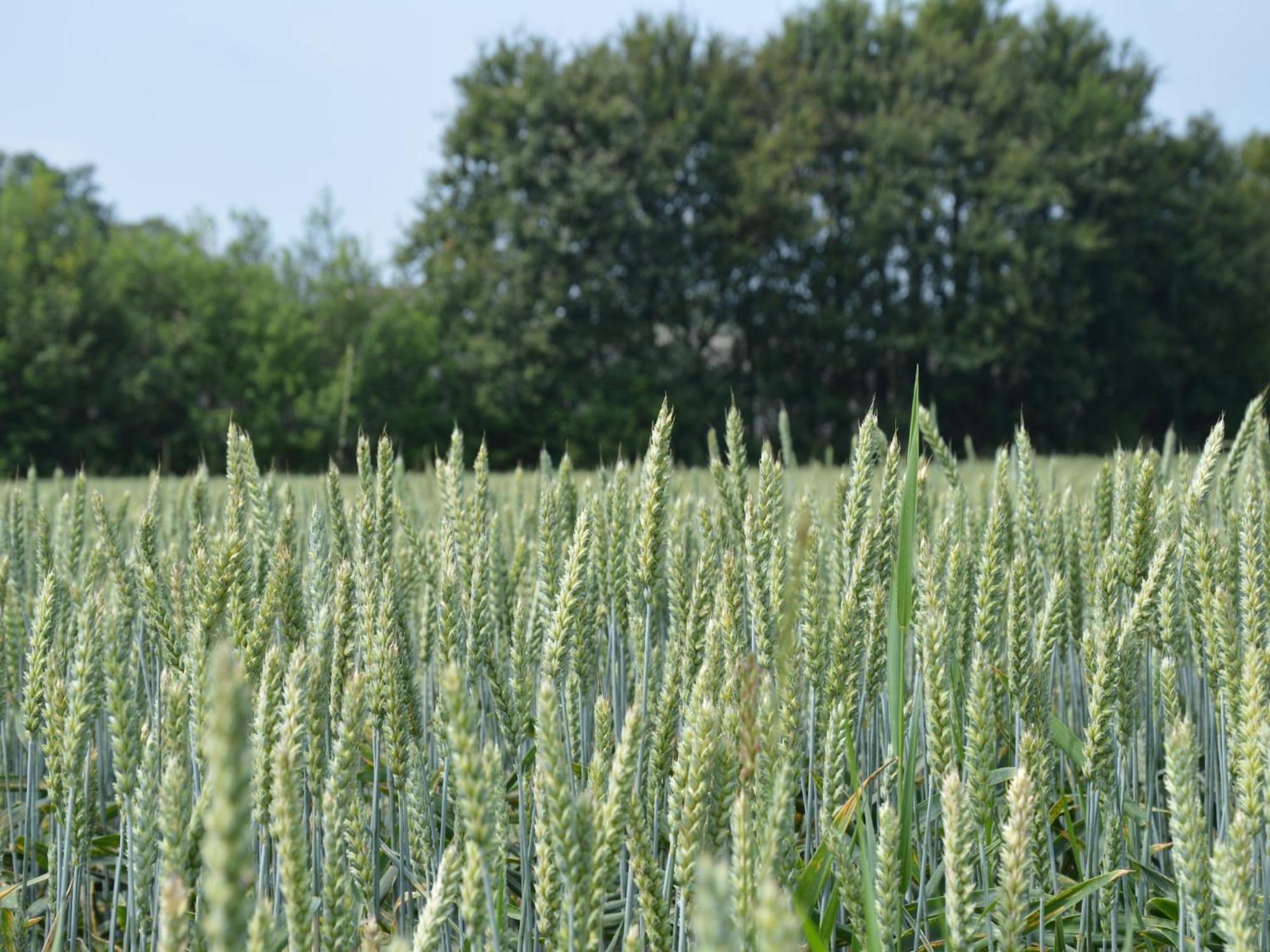 Вилла Monumental Farm In The Ash Landscape Geesteren  Экстерьер фото